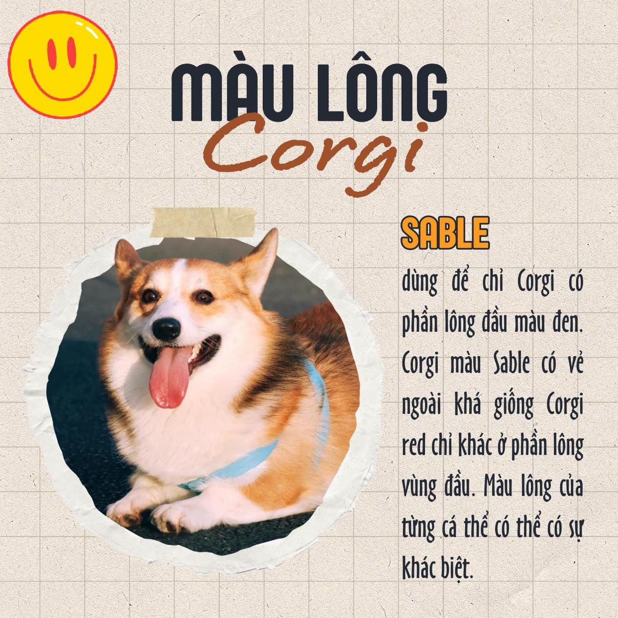 Màu lông của Corgi