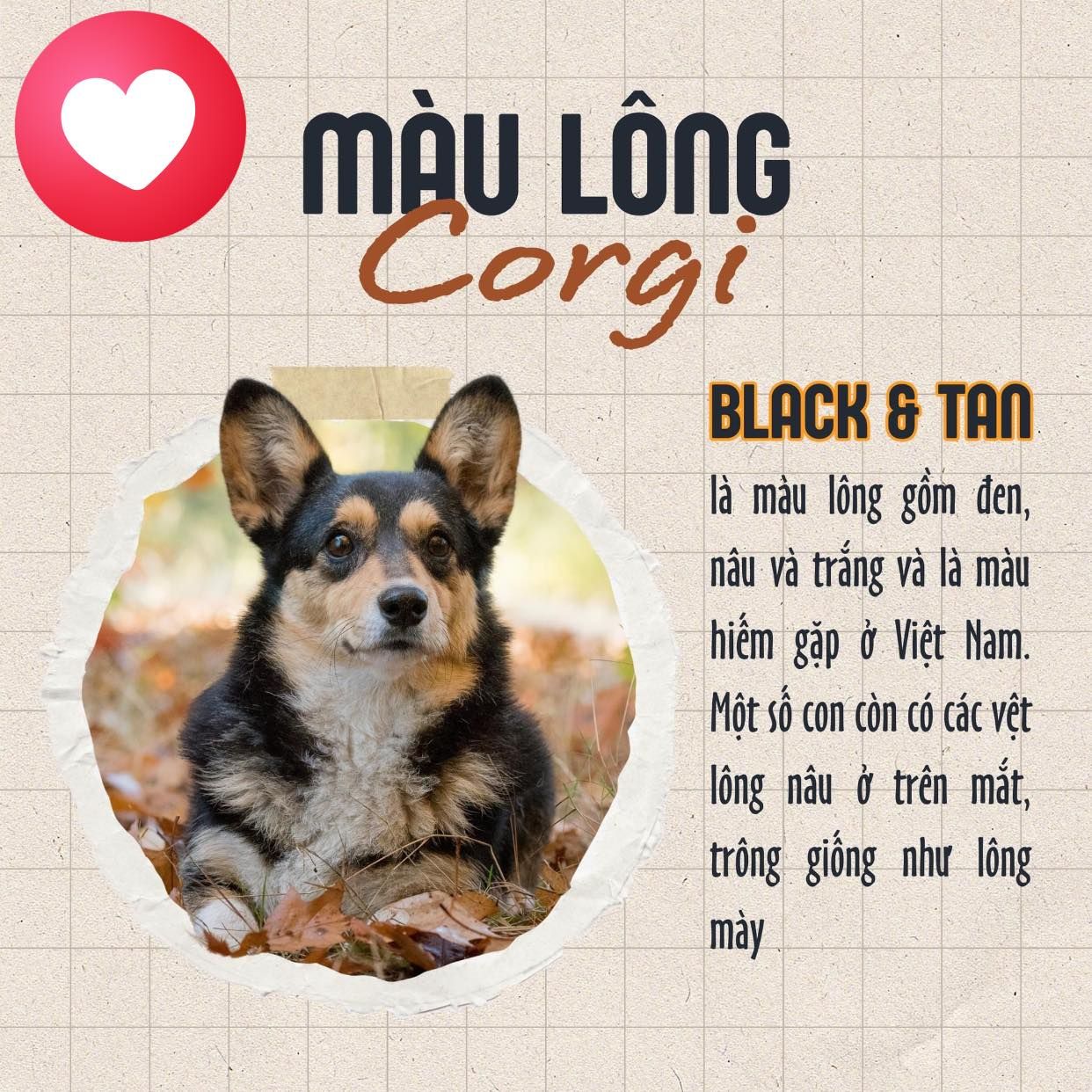 Màu lông của Corgi