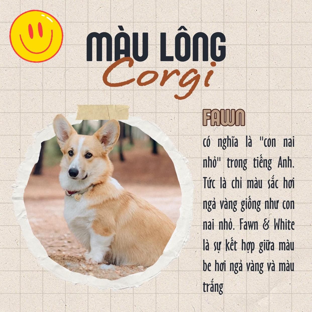 Màu lông của Corgi