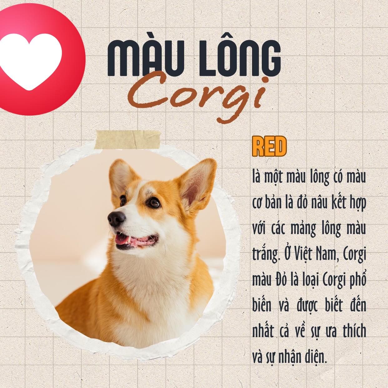 Màu lông của Corgi