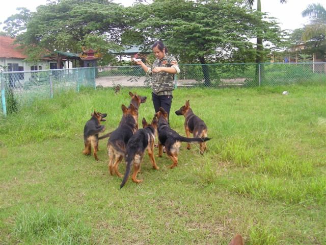 Béc giê Đức 4 tháng tuổi thuần chủng tuyệt đẹp PDS nhập ở nước ngoài về để cung cấp cho Quý khách