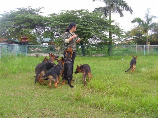 Béc giê Đức 4 tháng tuổi thuần chủng tuyệt đẹp PDS nhập ở nước ngoài về để cung cấp cho Quý khách