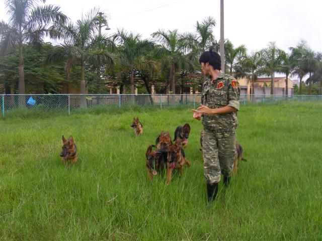 Béc giê Đức 4 tháng tuổi thuần chủng tuyệt đẹp PDS nhập ở nước ngoài về để cung cấp cho Quý khách