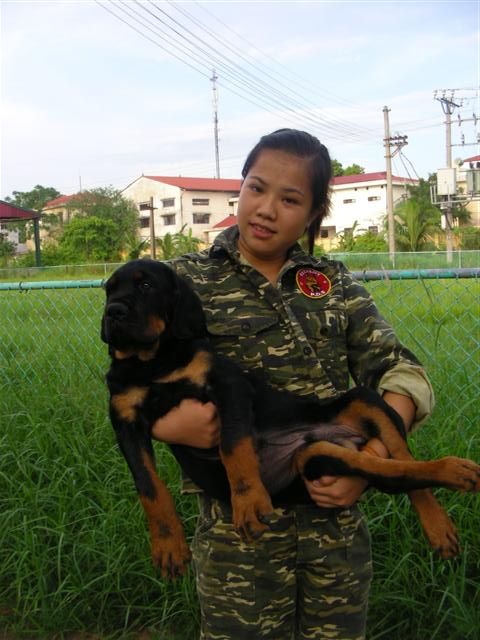 Rottweiler 3 tháng tuổi tuyệt đẹp