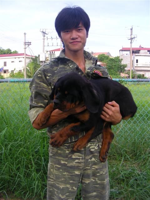 Rottweiler 3 tháng tuổi tuyệt đẹp