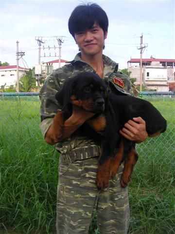 Rottweiler 3 tháng tuổi tuyệt đẹp