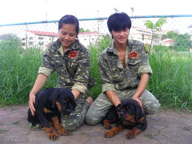 Rottweiler 3 tháng tuổi tuyệt đẹp