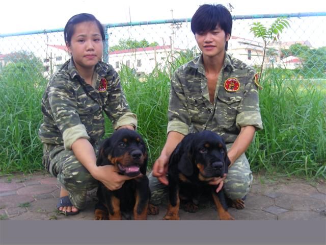 Rottweiler 3 tháng tuổi tuyệt đẹp