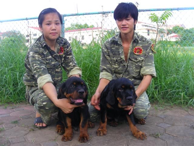 Rottweiler 3 tháng tuổi tuyệt đẹp