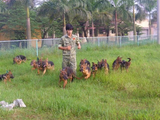 Béc giê Đức 4 tháng tuổi thuần chủng tuyệt đẹp PDS nhập ở nước ngoài về để cung cấp cho Quý khách