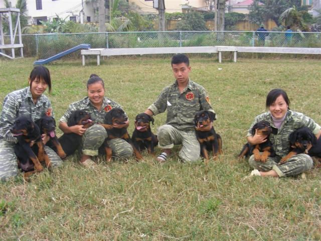 Đội "siêu khuyển" Belgian Malinois của PDS