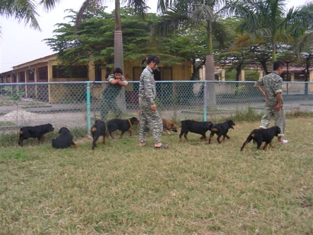 Đội "siêu khuyển" Belgian Malinois của PDS