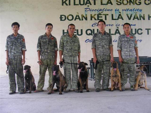 Đội "siêu khuyển" Belgian Malinois của PDS