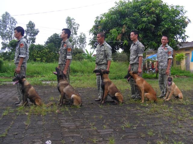 Đội "siêu khuyển" Belgian Malinois của PDS