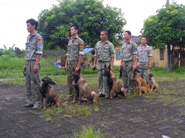 Đội "siêu khuyển" Belgian Malinois của PDS