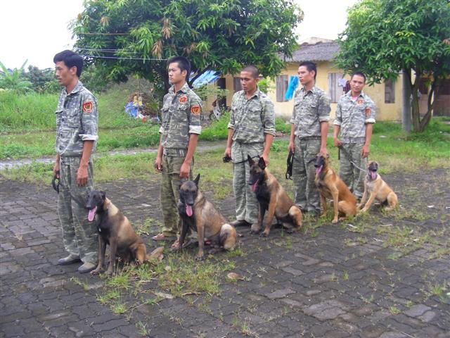 Đội "siêu khuyển" Belgian Malinois của PDS