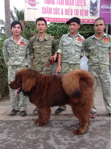 Chó Ngao Tạng của PDS (01/01/14)