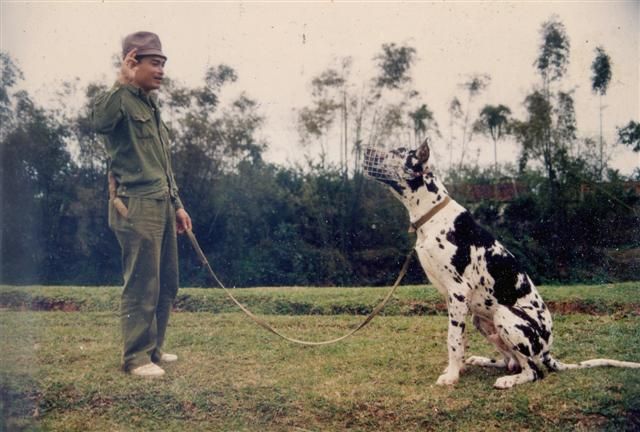 Những chú chó nổi tiếng của PDS - Trung tâm huấn luyện chó só 1 Việt Nam