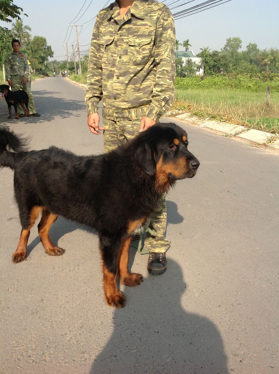 Ngao tạng 5,5 tháng tuổi